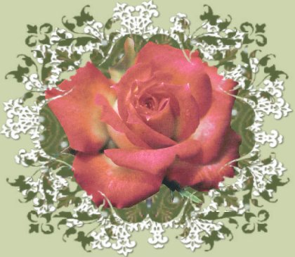 Le chemin de la rose